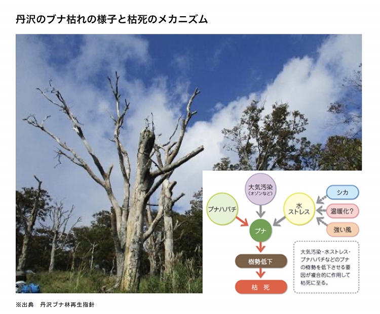 丹沢のブナ枯れの様子と枯死のメカニズムの図表