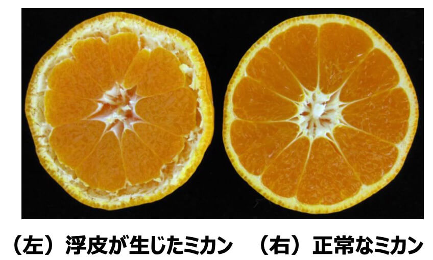 ウンシュウミカンの浮皮の様子