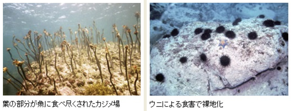 魚や貝への影響は？