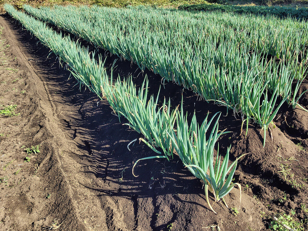 内藤 あいのの写真