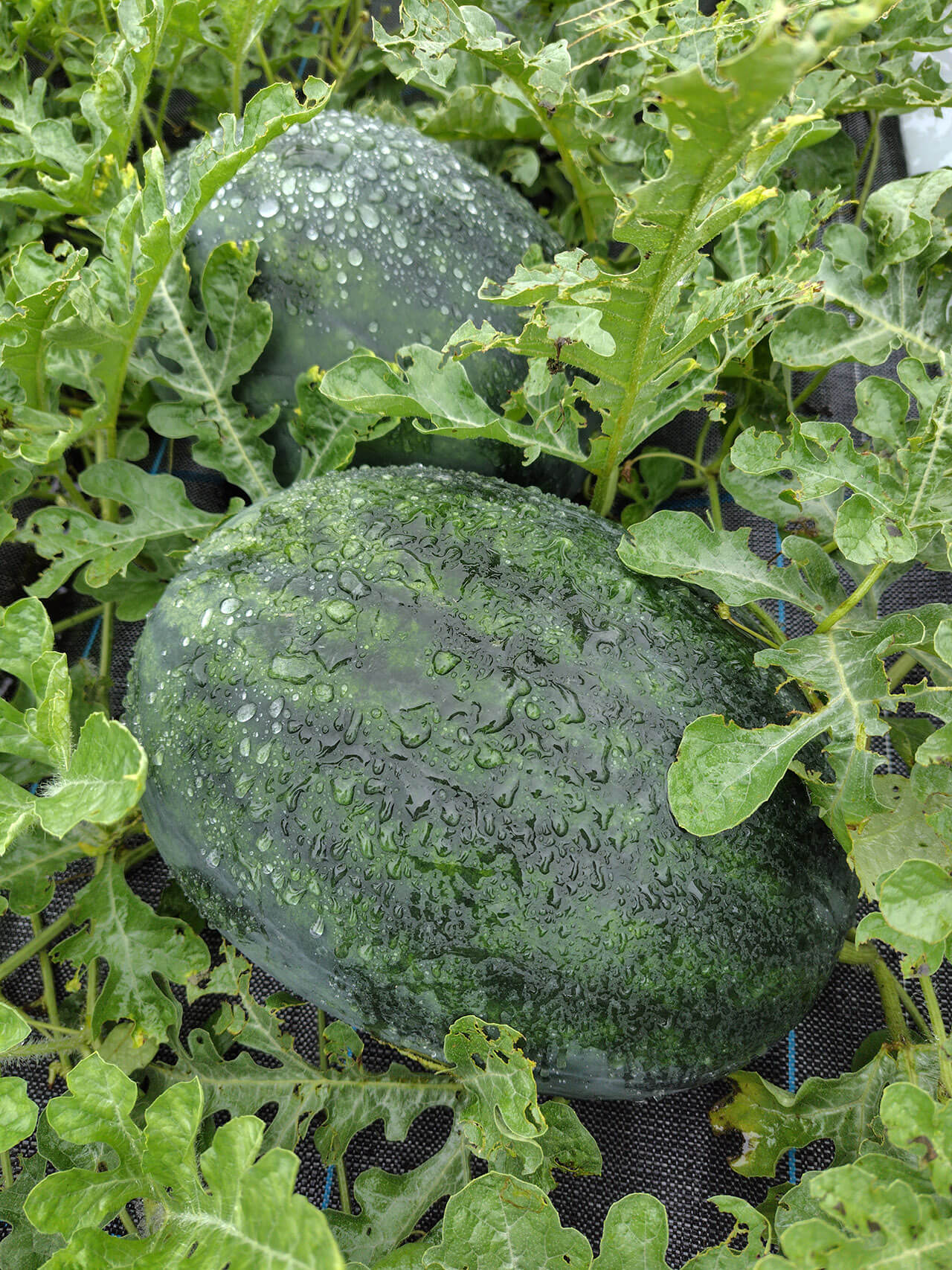 内藤 あいのの写真