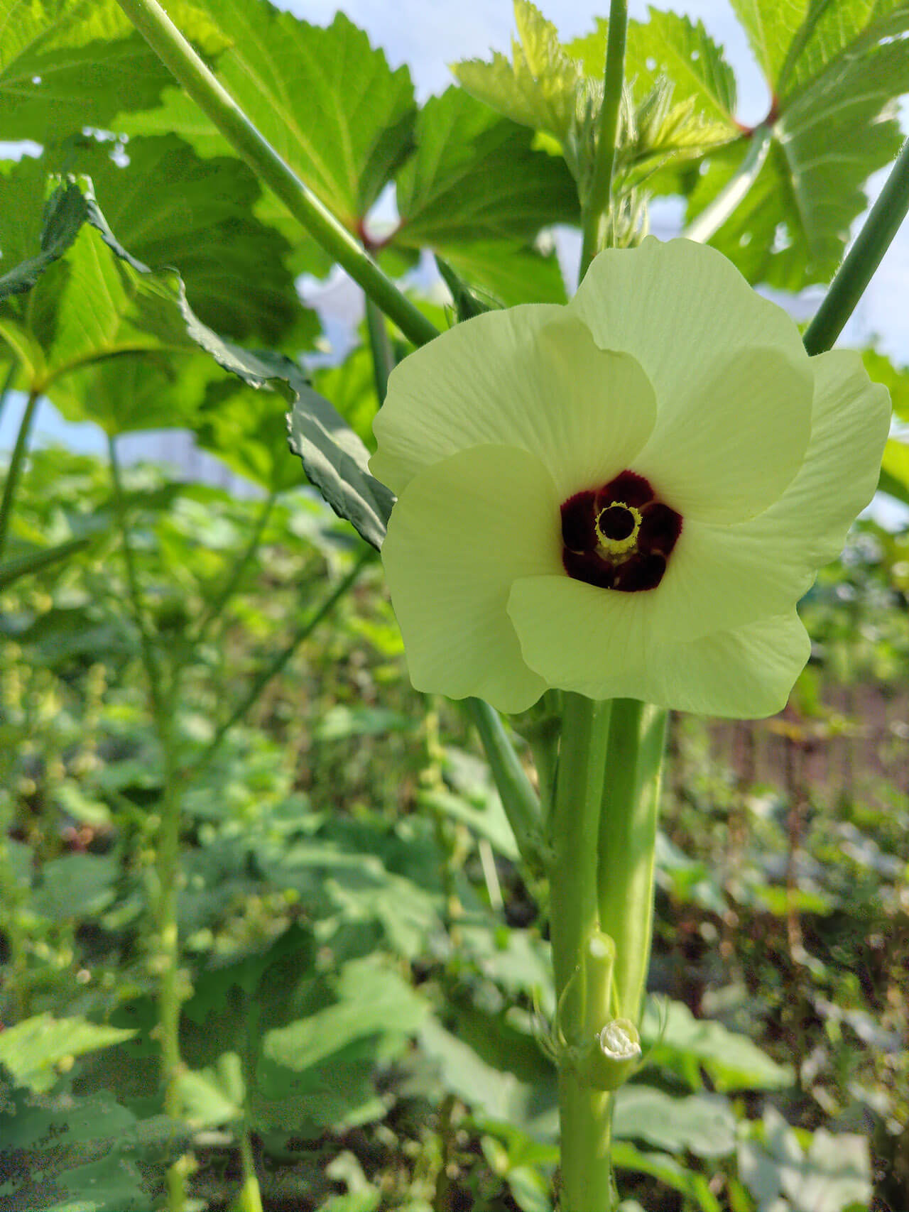 内藤 あいのの写真