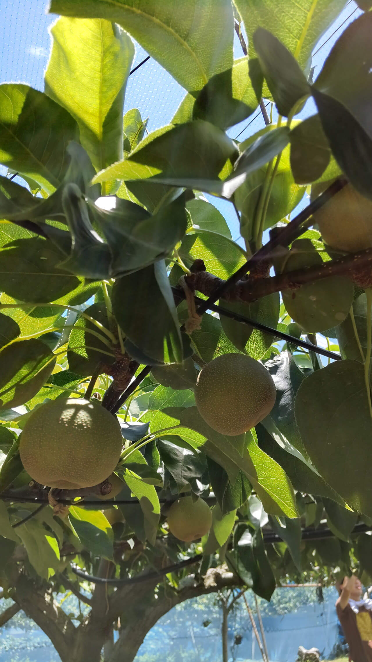 保田 奈穂美の写真