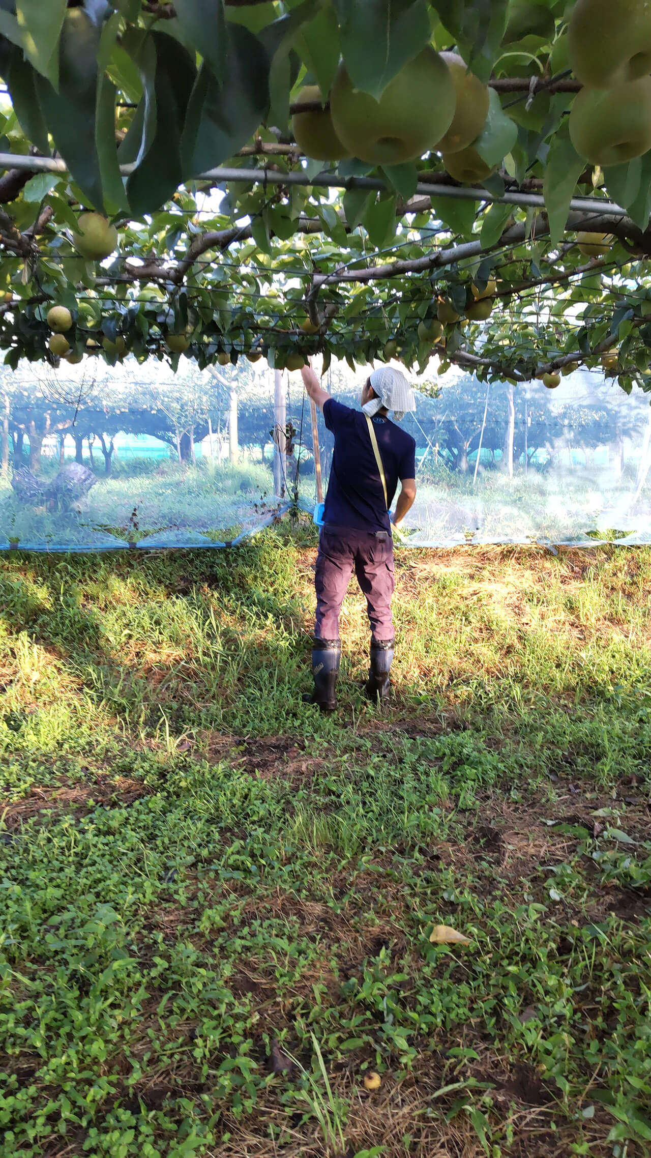 保田 奈穂美の写真