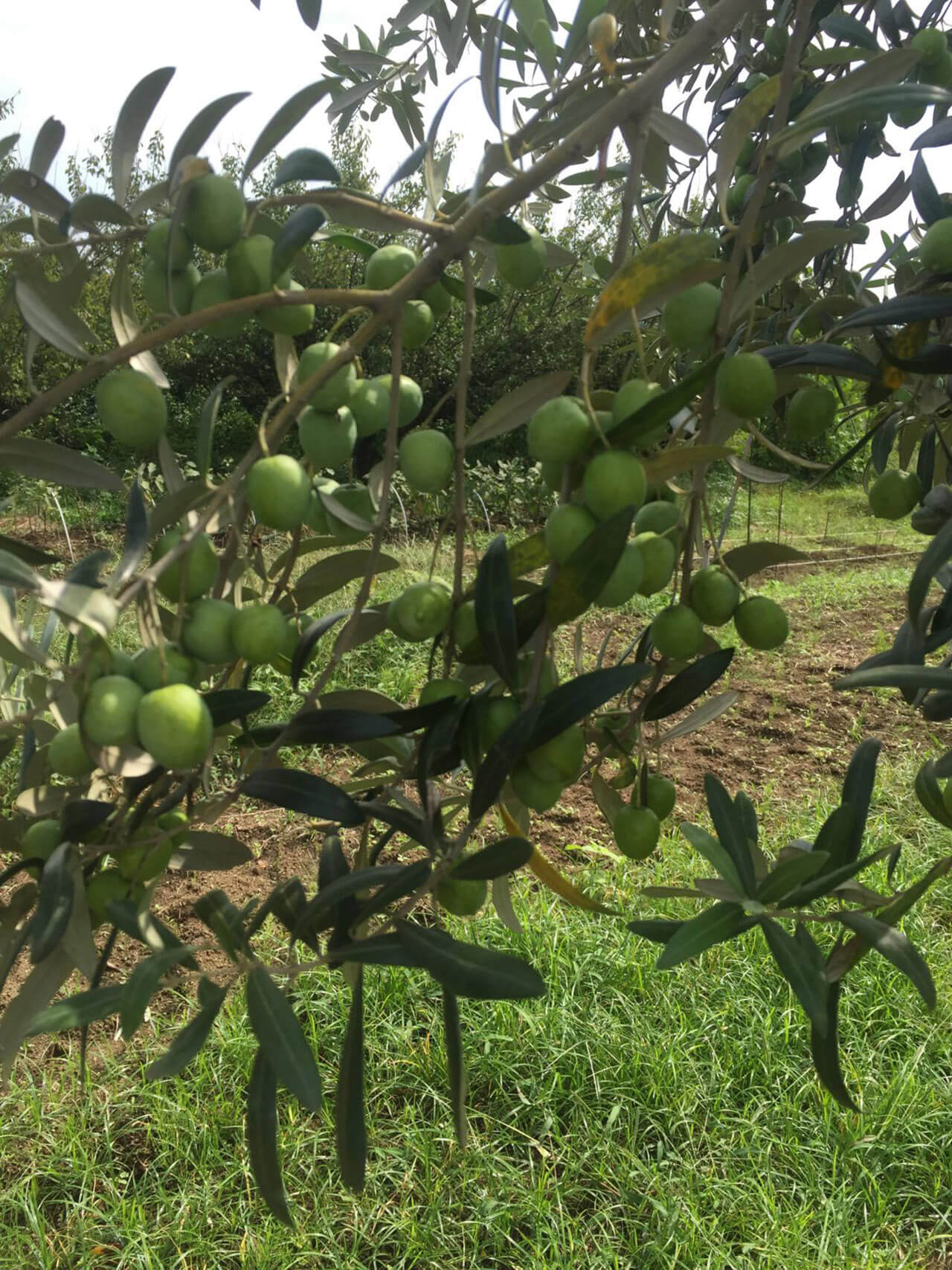 加藤 幸枝の写真