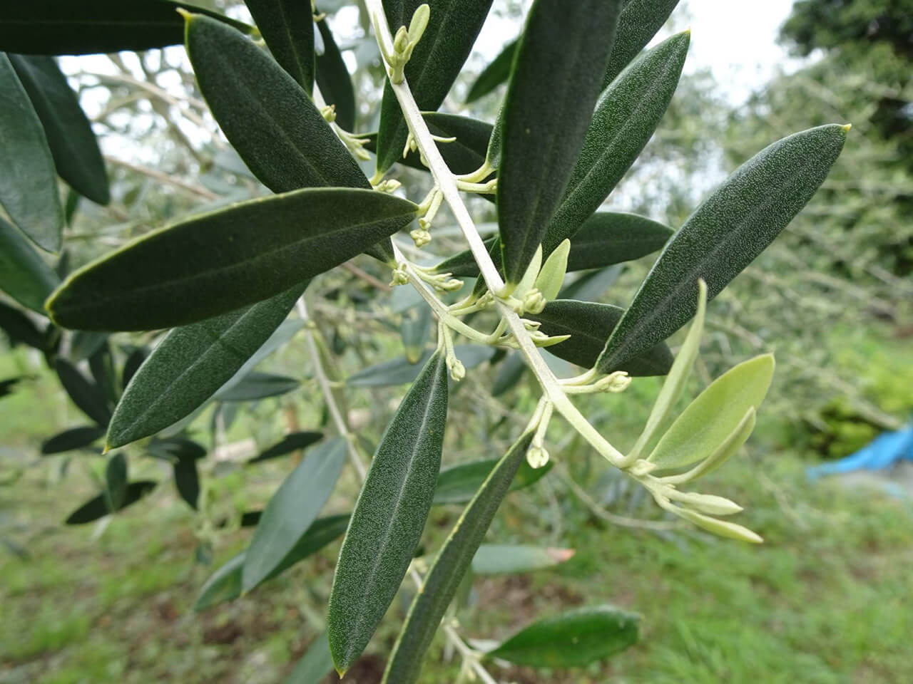 加藤 幸枝の写真