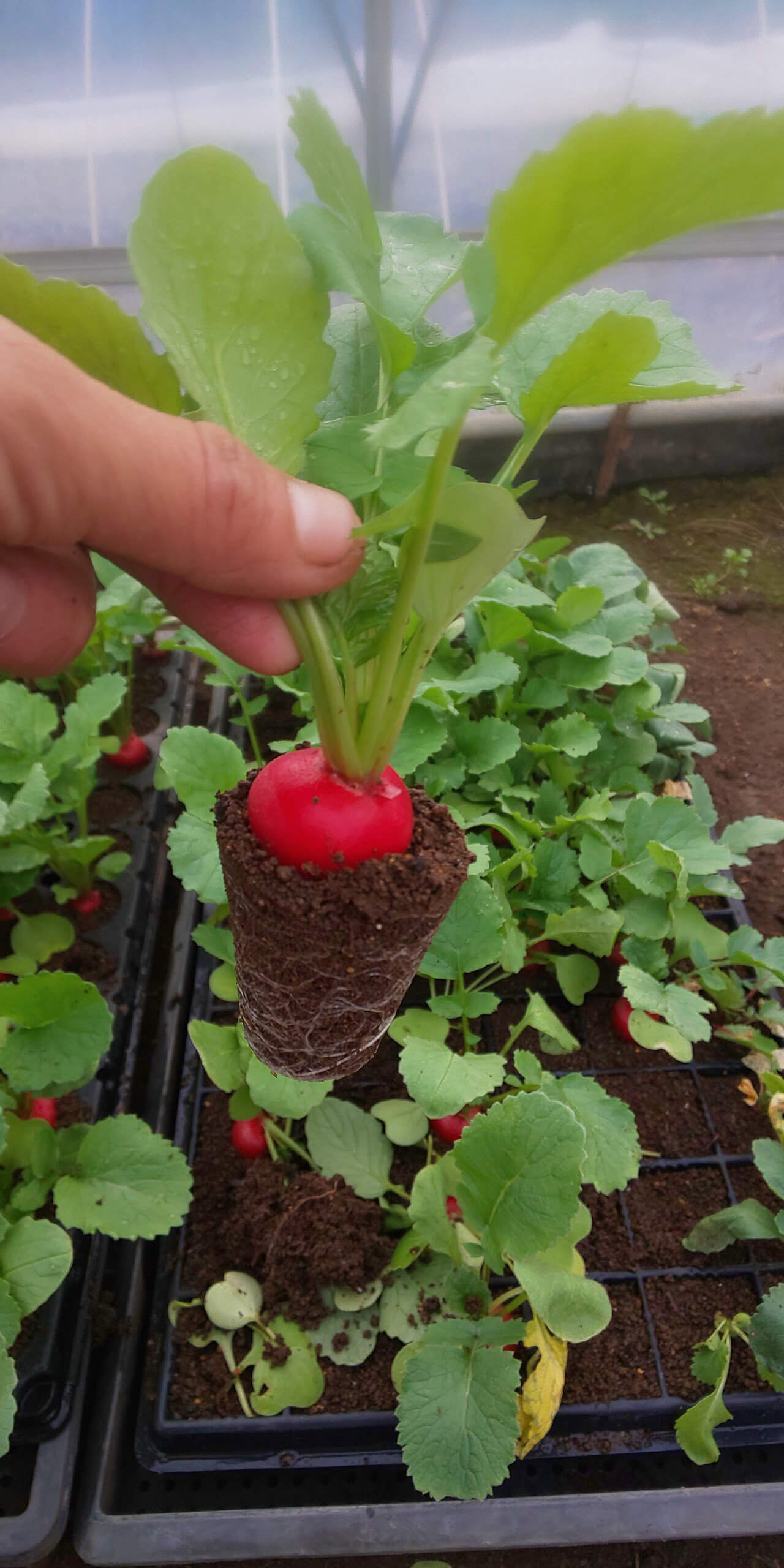 川島 美智子の写真