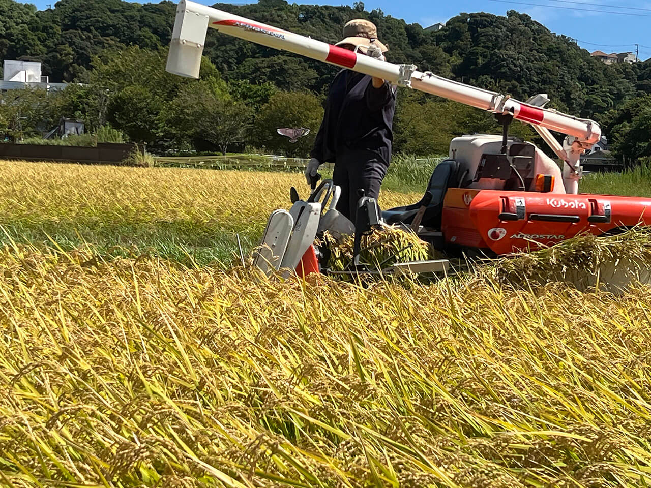 川島 美智子の写真