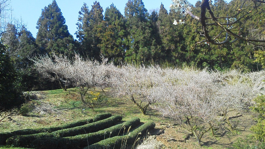 杉山 照枝の写真