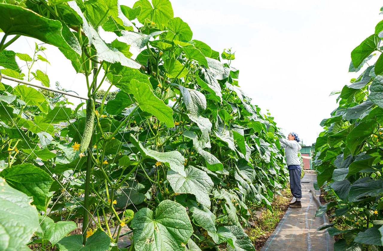 かながわなでしこfarmersとは