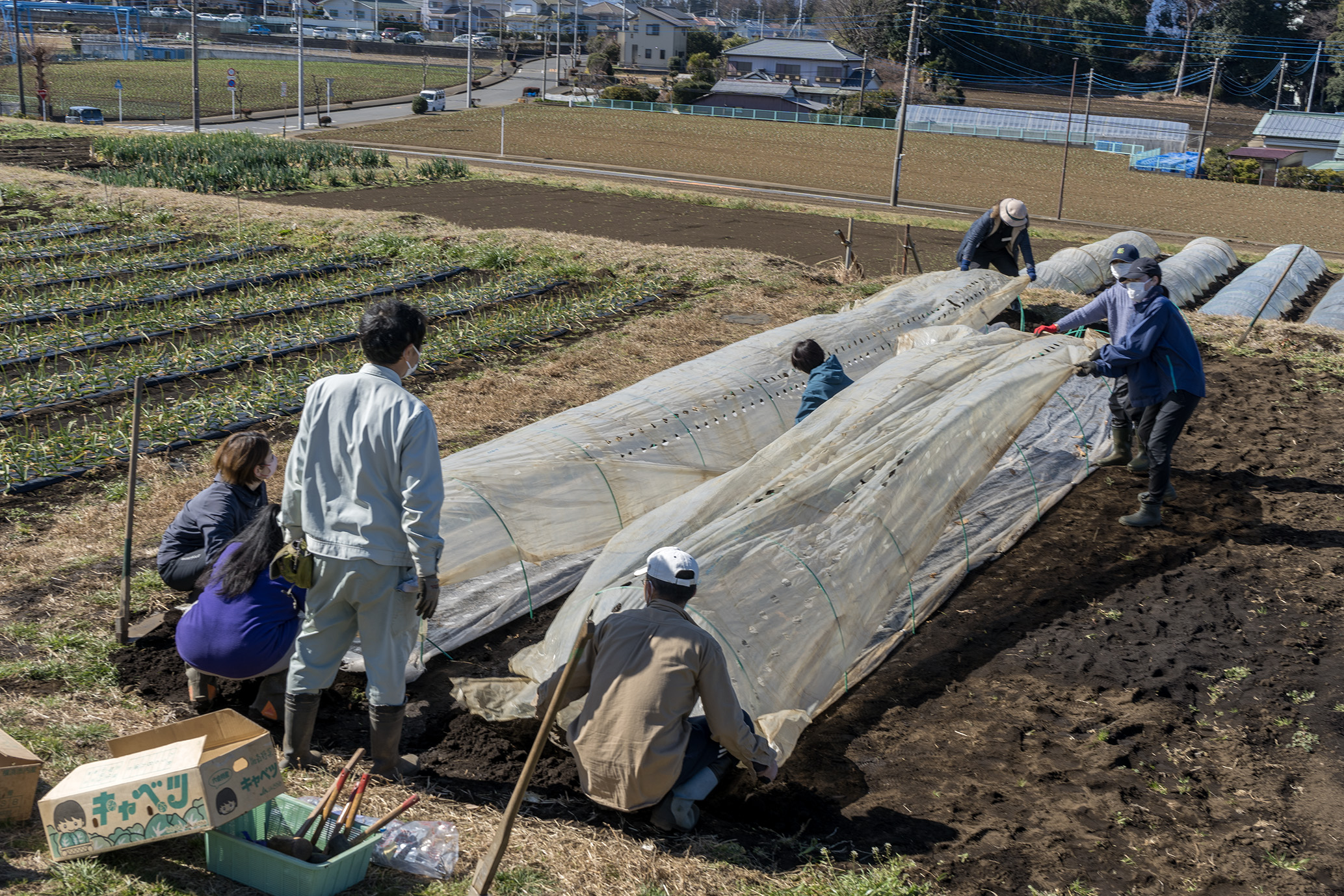 ハウス栽培と露地栽培