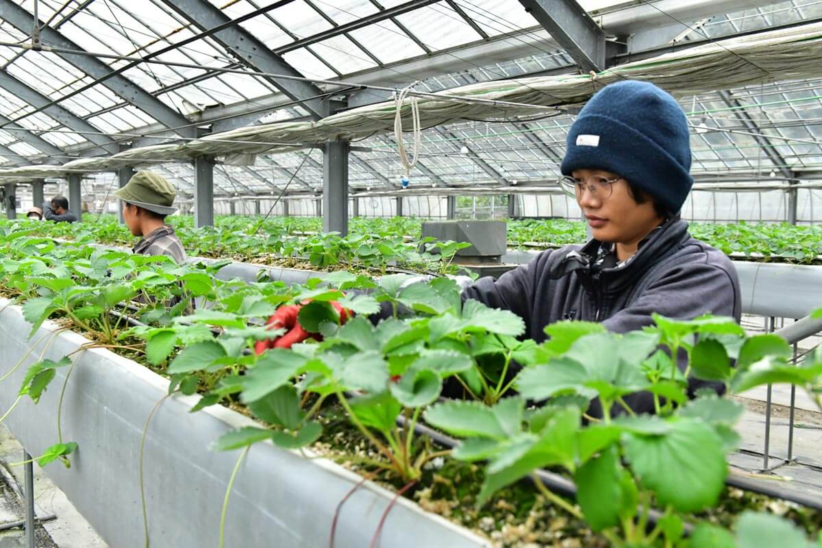 仁王立ち　太きダイコンの　抜けしとき