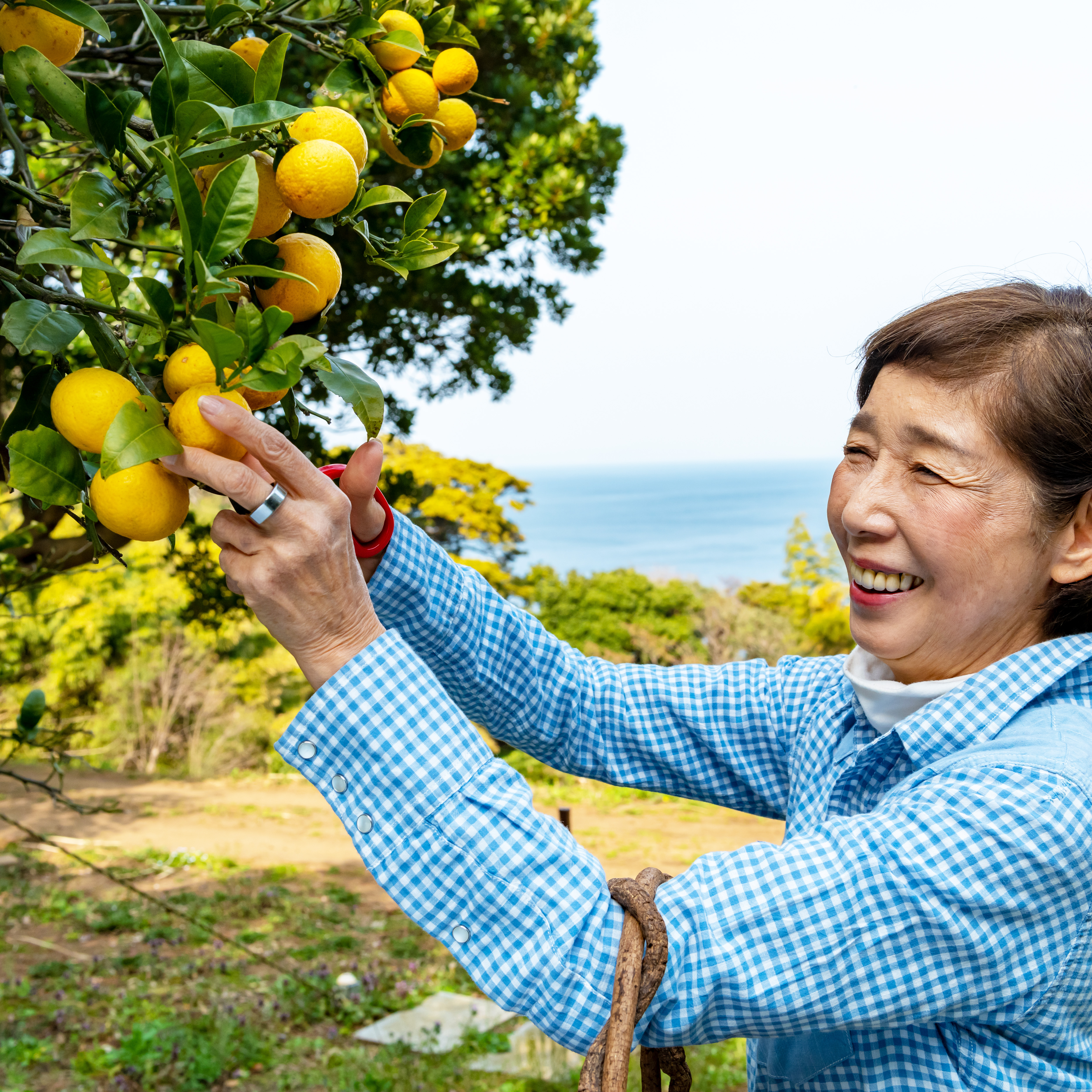 海風と半島が育むレモン　佐宗喜久子さんが守りたい「真鶴の景観」