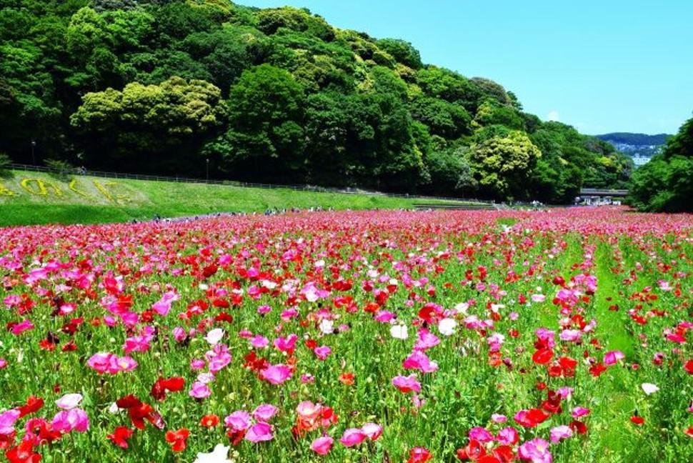 Poppy and Nemophila Festival