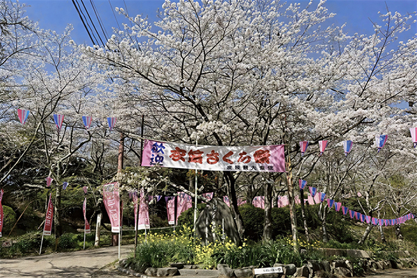 第74回衣笠さくら祭