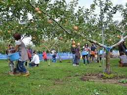 Fujisawa Takahashi Orchard