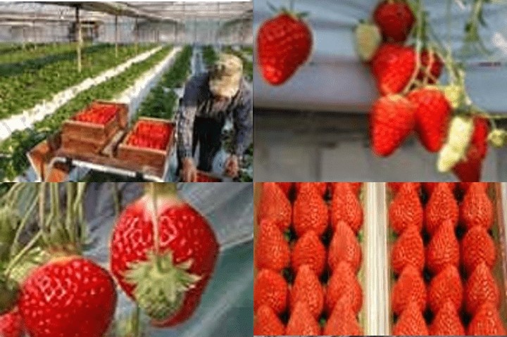 Shonan Strawberry Picking Farm