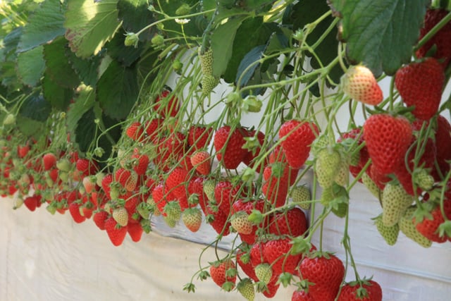 Takanashi Strawberry Farm