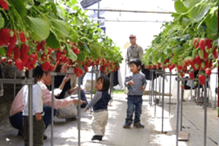 Hoyano Strawberry Farm