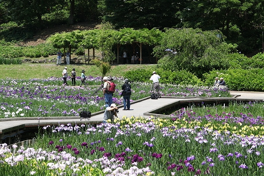 Yokosuka Iris Garden