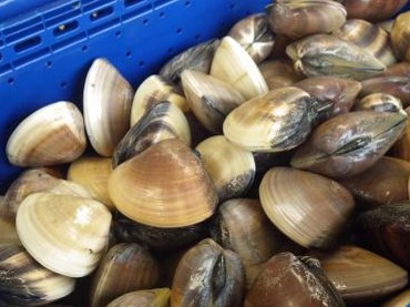 Morning market of Fujisawa City Fisheries Cooperative