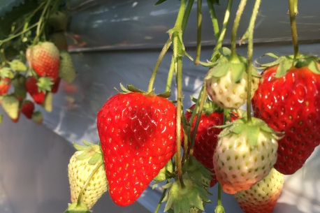 SUGIYAMA STRAWBERRY FARM
