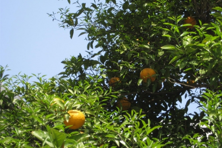 Orange Garden（Odawara）