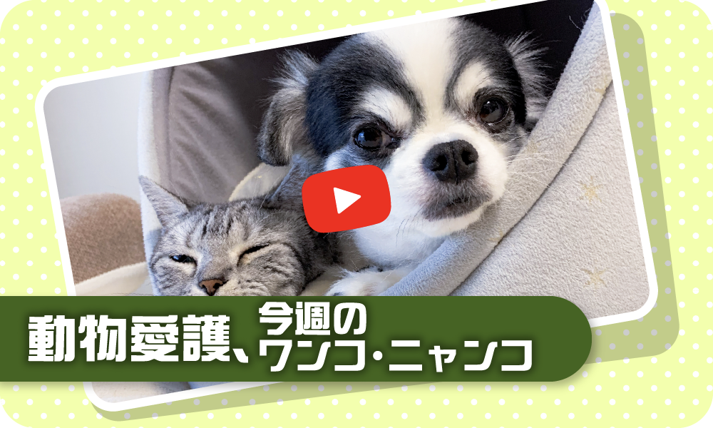 動物愛護、今週のワンコ・ニャンコ