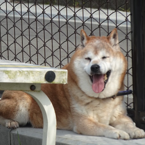 譲受対象犬情報 保護動物の譲受をご希望の方へ 神奈川県動物愛護センター