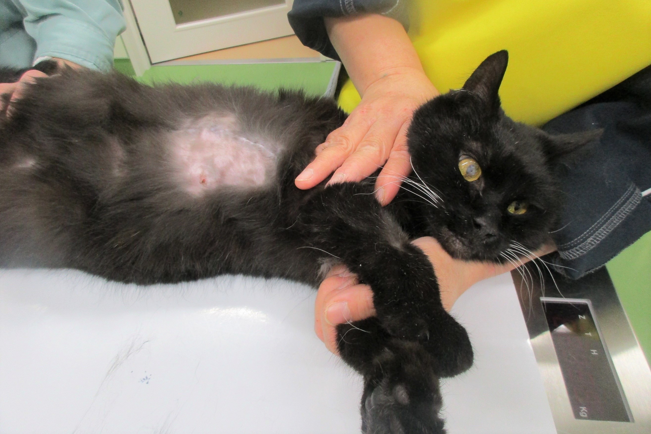 写真：治療前のブルガリ