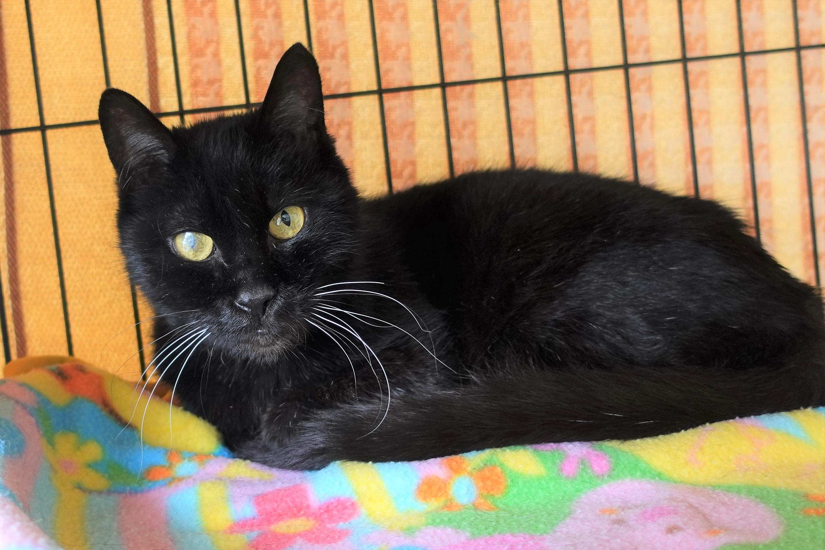 写真：現在のブルガリ