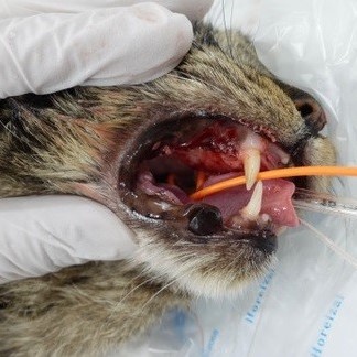 写真：治療前のちひろの歯