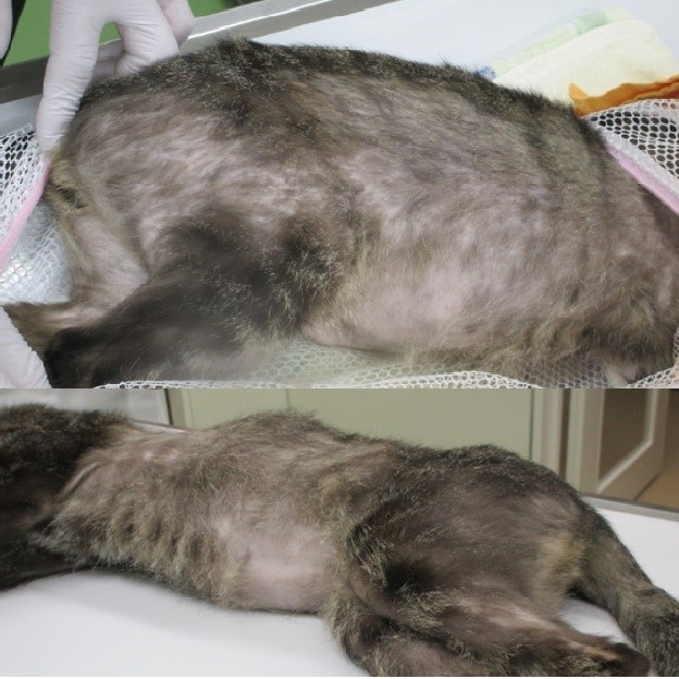 写真：治療前のちひろの皮膚