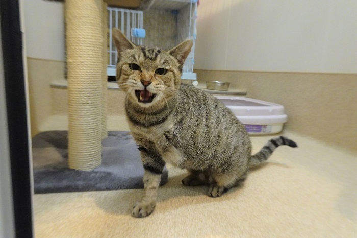 写真：治療後のクシャナ