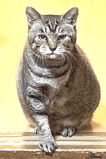 写真：譲渡後のクシャナ