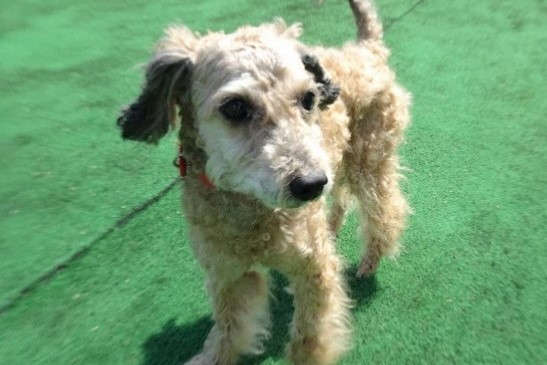 写真：センターでのサン