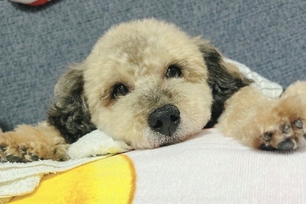 写真：新しい飼い主さん宅のサン