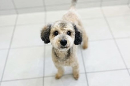 写真：新しい飼い主さん宅のサン