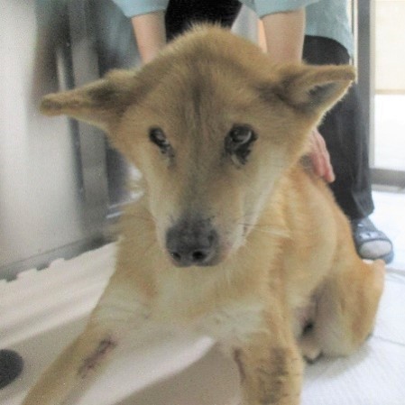 写真：治療前のしっぽ