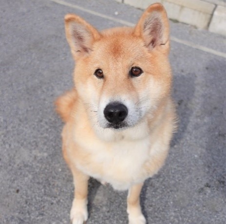 写真：治療後のしっぽ