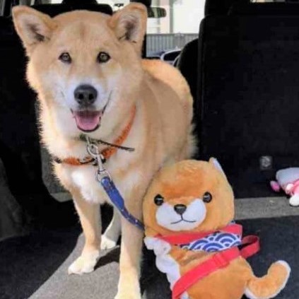 写真：譲渡後のしっぽ