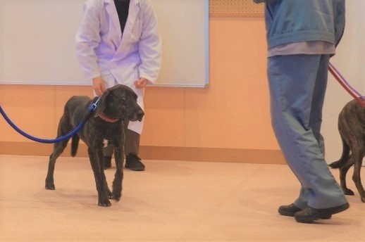 写真：センターで訓練中のVivi