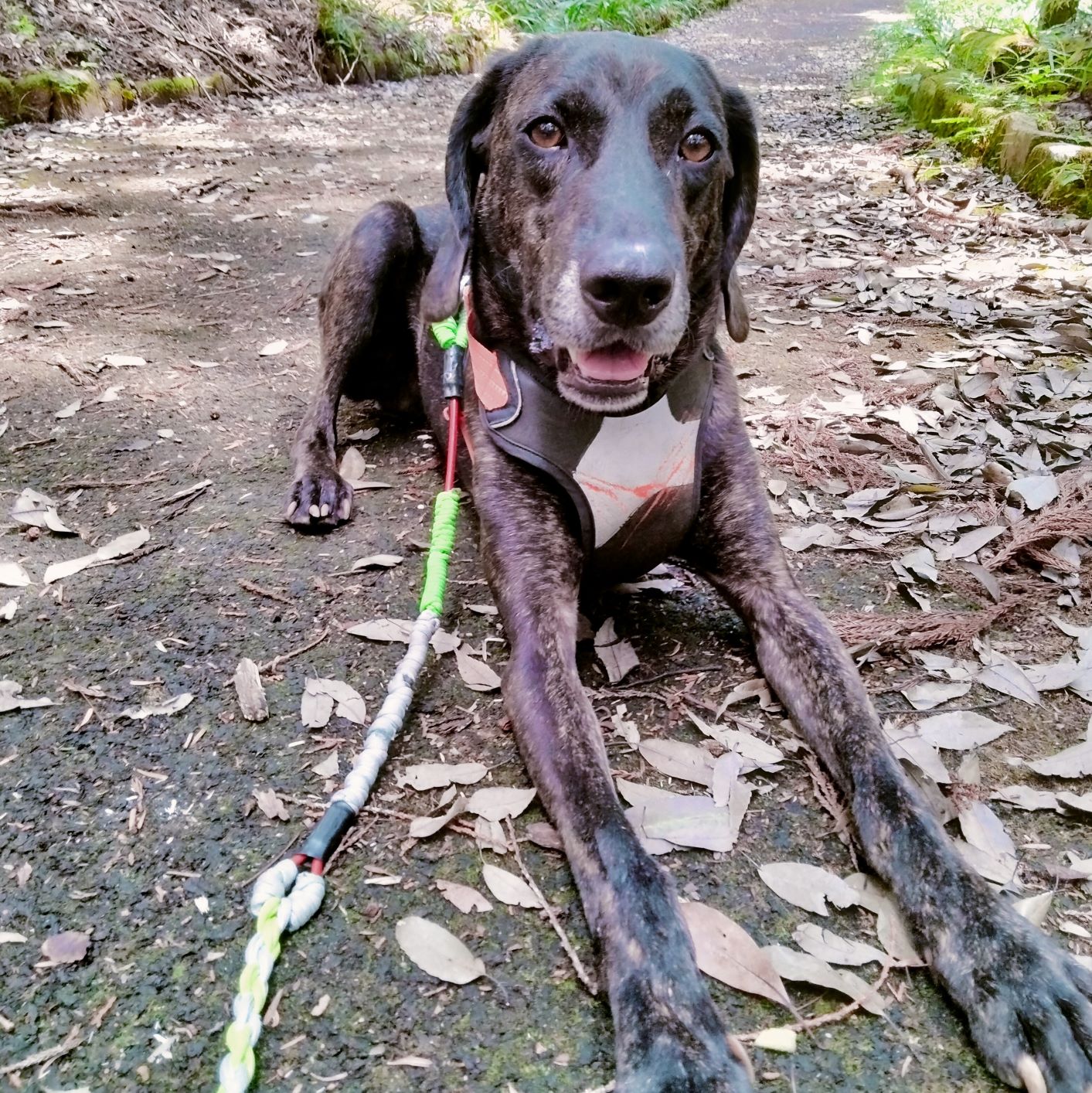 写真：新しい飼い主さんとお散歩Vivi