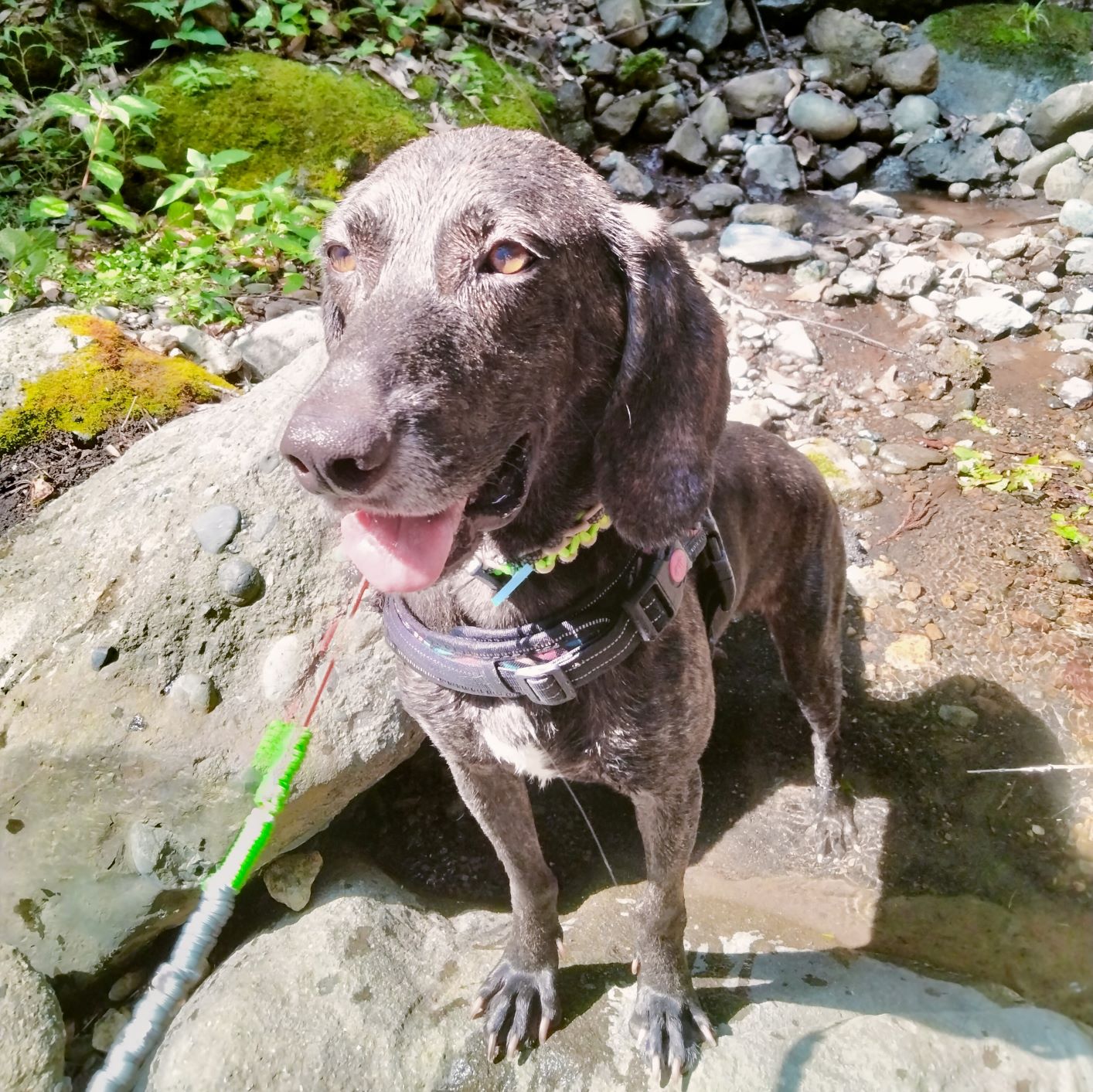 写真：新しい飼い主さんとお散歩Vivi