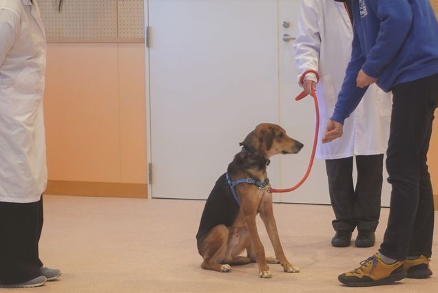 写真：犬の写真