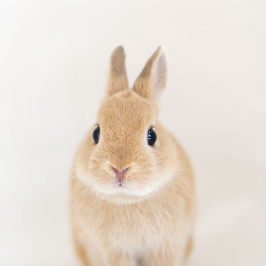 神奈川県動物愛護センター