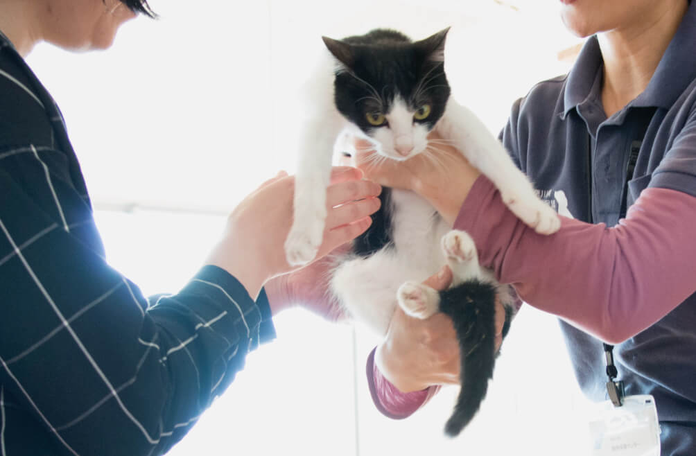 写真：里親に猫を手渡ししている様子