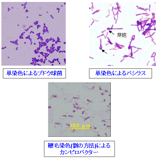 方法 グラム 染色 日水製薬 コスモ会