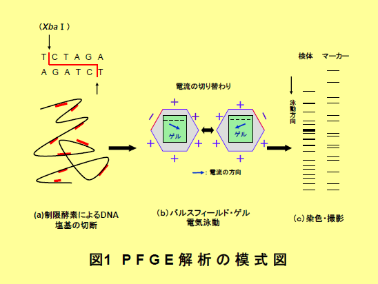 腸管出血性大腸菌感染症の分子疫学調査