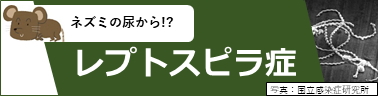ネズミの尿から!?　レプトスピラ症